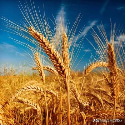 元旦小麦大概会多少钱一斤？