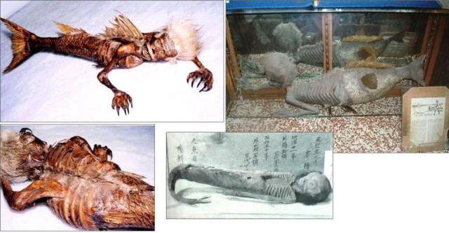 美人鱼真身遗体:传说秦始皇陵中有人鱼膏做成的长明灯，这里的人鱼膏究竟是什么