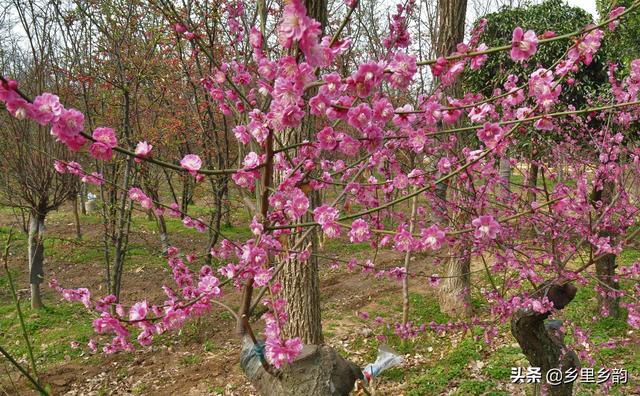 香雪球基本资料:备考研究生，有哪些数学资料可以推荐？