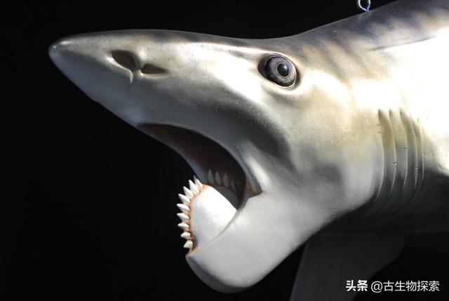 旋齿鲨:如果让你根据企鹅的骨骼来复原企鹅，你会把企鹅复原成什么样子？
