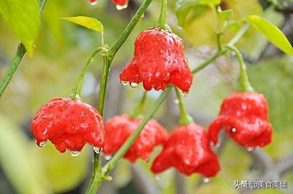 虎皮青椒是哪里的菜(虎皮青椒酿肉是哪里的菜)