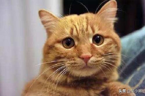 甜蜜猫猫01话:有哪些好看的、重生的甜蜜的小说推荐？