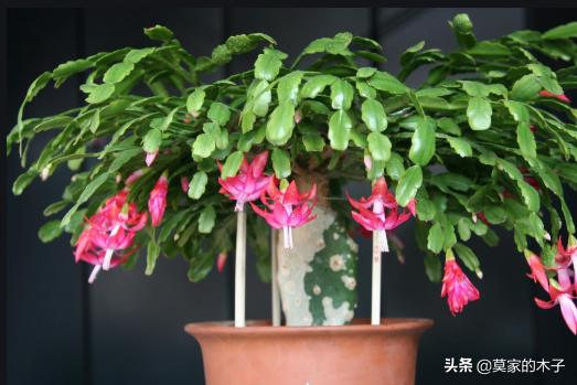 翡翠景天:翡翠景天的花语是什么 有哪些罕见、少见、稀有甚至贵到逆天的多肉？