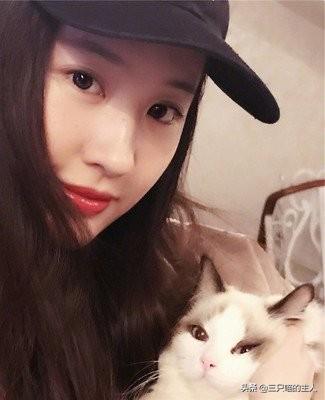 可爱猫咪萌宠图片:哪位女明星家的小猫咪最可爱？