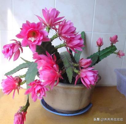 令箭荷花是否可喷水:秋季，可以用无根的仙人掌嫁接，扦插令箭荷花吗？