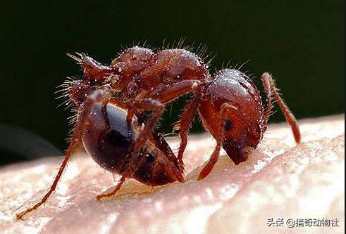爆炸蚂蚁:什么蚂蚁可以抵抗红火蚁？黄琼蚁和普通蚂蚁行吗？
