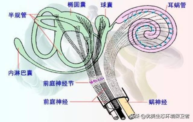 动物的尾巴:为什么大多数哺乳动物都有尾巴，而人没有？