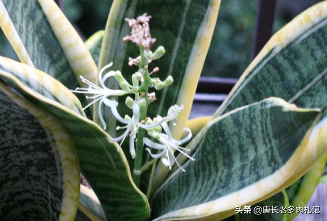 一叶兰l小盆怎样换大盆:君子兰换盆怎么换？原花盆里的土还要吗？