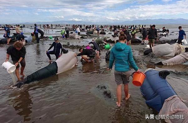 偃师市动物死亡:动物会不会出现自杀的情况？