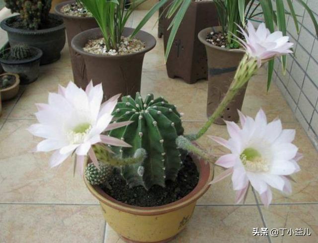 金琥 花期:仙人球开花后把开花的枝剪掉还能再开花吗？