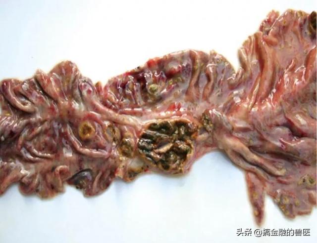 动物疫情测报终端:小猪发热死了去找人解剖说是猪瘟还有心肌炎怎么办？