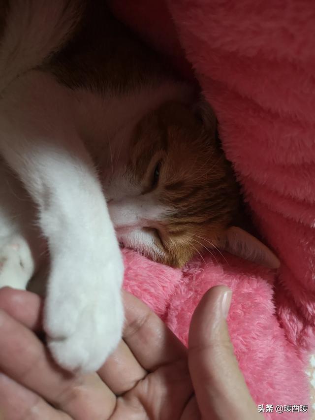 猫怕黄瓜图片gif:什么事情对猫咪来说就如同上刑？