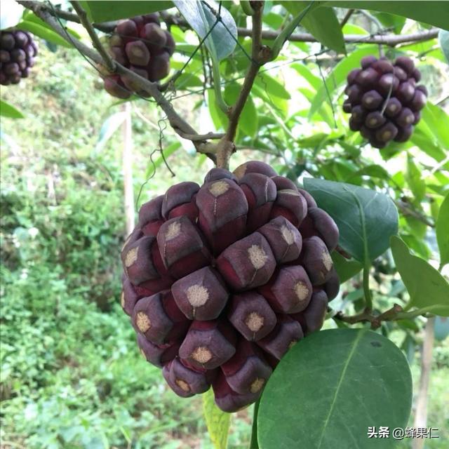 黑鳘鱼市场价格:黑老虎是什么？如果种植有市场吗？