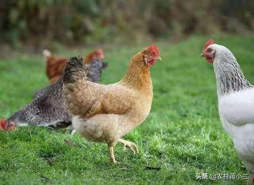 散养鸡技术大全:散养土鸡有哪些养殖技术值得借鉴？