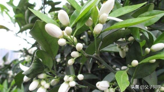 头条问答 - 皇帝柑开花比较晚是什么原因?(8个回答)