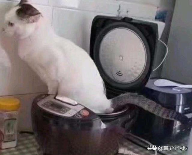 悟空问答- 猫咪在家到处拉屎撒尿，怎么办？(46个回答)