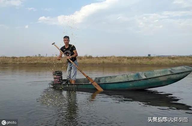 大型的淡水螺的种类及图片:黄金螺的水温底于15度会死吗？该怎么做？