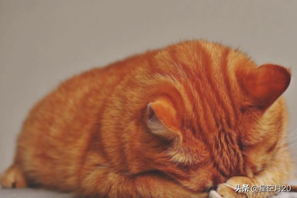 猫咪绝育:猫绝育前和绝育后的注意事项？