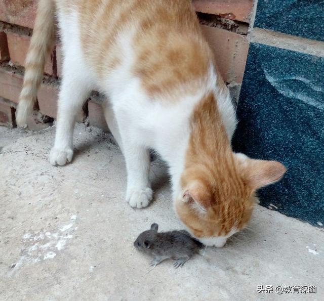 chongwu猫:宠物猫品种 猫咪会吃米饭、面食吗？为什么？