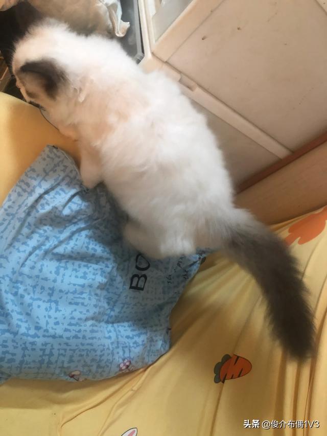 猫发情 叫声:猫发情除了会乱撒尿和乱叫，还有其他表现吗？