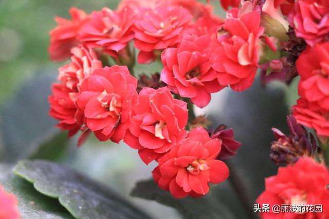 长寿花有毒吗:长寿花带着花苞，枝干断了插水里会出根吗？