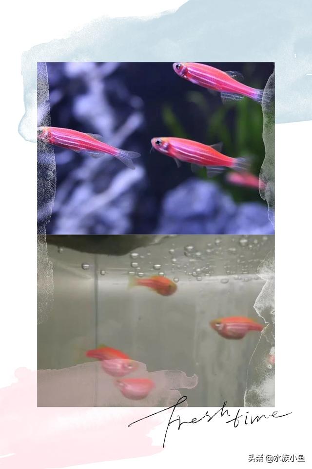 水族繁殖:哪些热带鱼是通过产籽繁衍的？