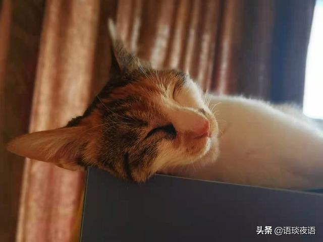 关于流浪狗和流浪猫感悟:养一只捡来的流浪猫或者流浪狗是种什么体验？ 关于流浪狗和流浪猫感悟