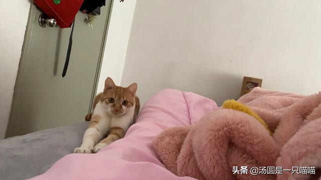 伯曼猫产地:布偶是不是猫界里的颜值第一？ 伯曼猫图片