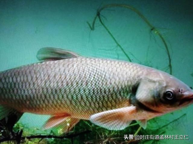 农村养鱼要水质怎样好的？