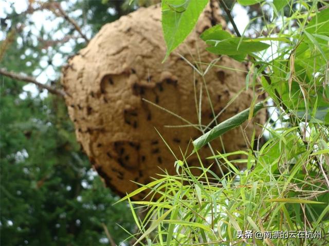 蜂猴药用价值是什么:蜂猴的毒素在哪里 毛猴的药用价值和功效是什么？