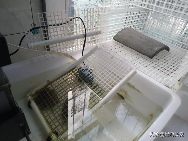 养龟池:我家龟龟在长方形池里养的时候老躲起来找不到的的怎么办呢？