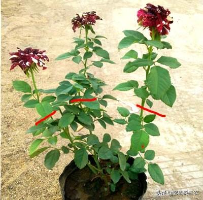 月季花的栽培与管理:月季苗一年四季都适合栽种吗？如何养护？