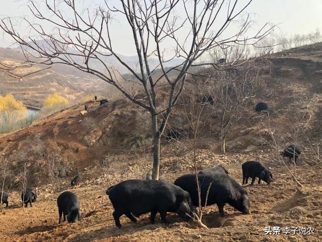 方查获32吨死猪肉:如何看待云南村民垃圾场挖上百吨冻肉重新销售这件事？