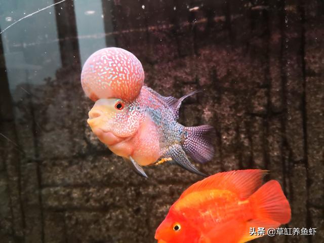 淘宝贼喜欢罗汉鱼论坛首页:罗汉鱼喜欢趴缸是什么情况？