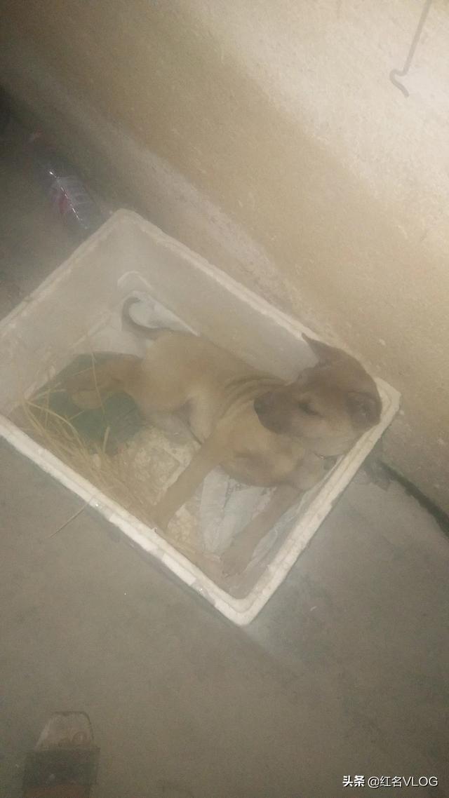 广西土松狮吧:广西土猎犬小狗颜色怎么挑？