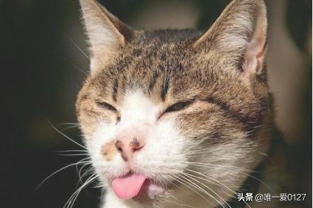 猫瘟如何预防治疗，宠物猫瘟治疗需注意的问题