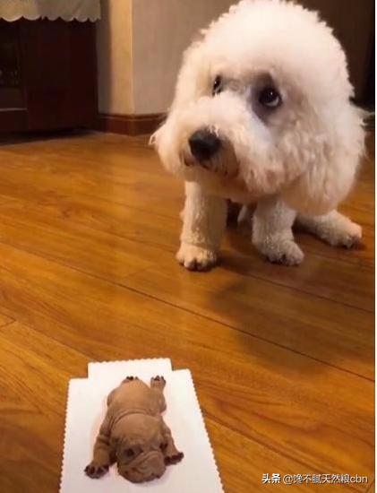 比熊狗粮对泪痕好:比熊爱你会有哪些表现呢？