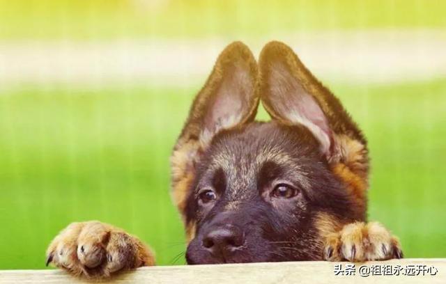 csv德国牧羊犬俱乐部app下载:CSV德国牧羊犬哪个犬舍出的狼王最多？
