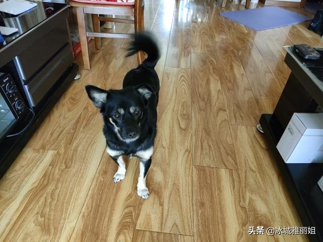 买什么狗好养活:家里想养一条小狗不要太大，性格温顺的，什么品种好养？