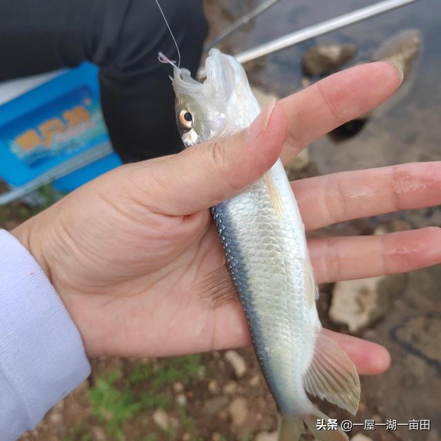 肉夹馍鱼饵料配方大全:野钓马口鱼的鱼饵配方是什么？钓马口鱼有哪些技巧？