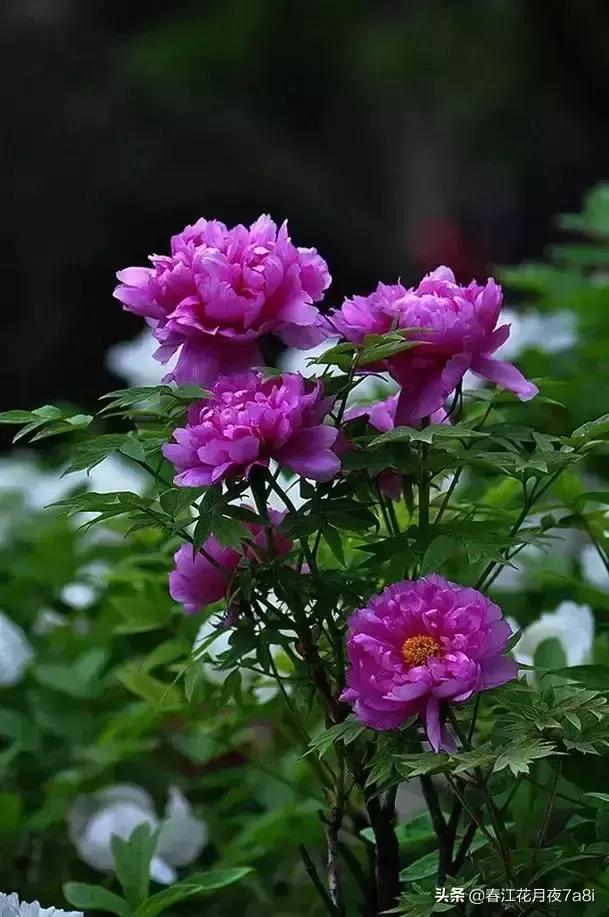 少女情怀总是诗:黄常成，重庆人，中国美，怎样理解少女情怀总是诗？