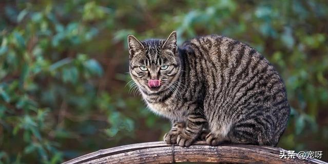 宠物猫品种大全及图片大全:哪些猫咪比较好养并且忠诚呢？ 猫的品种及图片