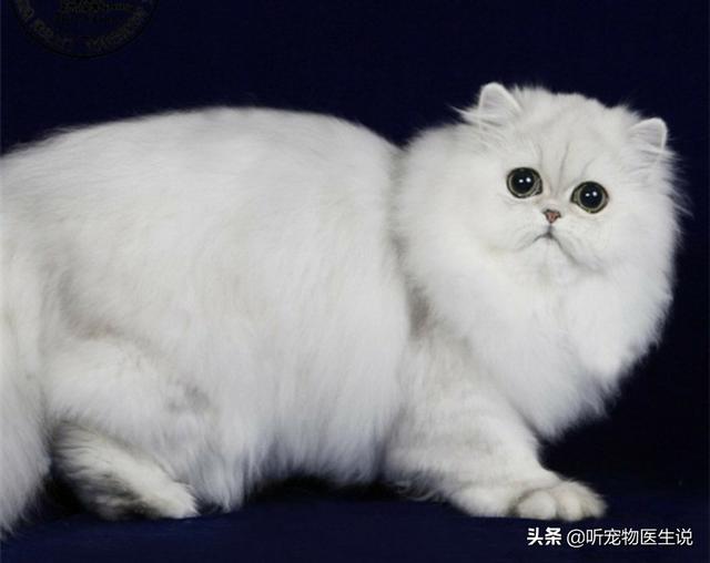 好看的金吉拉猫图片:金吉拉拉稀屁股红，猫咪屁股拉稀拉红了怎么办？