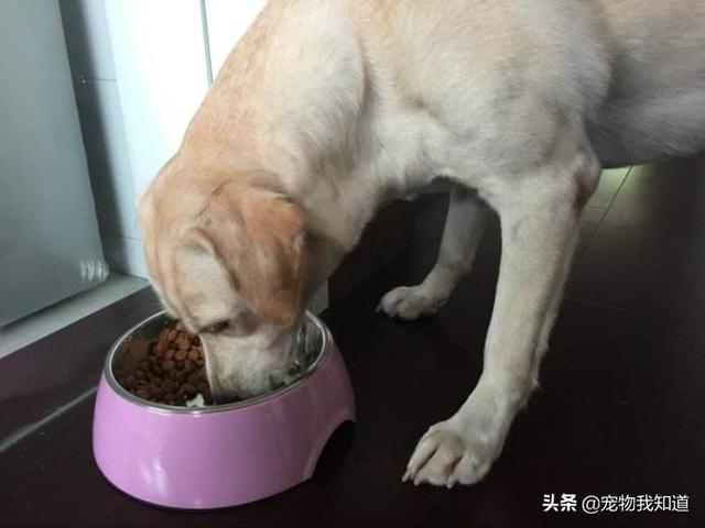 拉布拉多犬介绍图片:想养一条狗狗，边境牧羊犬和拉布拉多哪个好？ 拉布拉多犬图片价格表