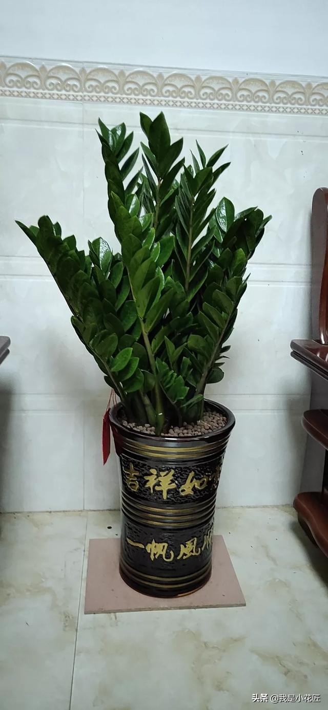 小型观花植物:室内观花植物 丽格海棠深受人们喜欢，要如何去栽培管理呢？