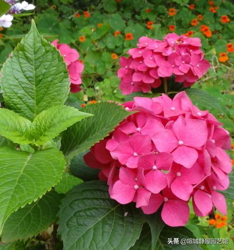 八仙花能用水插繁殖吗?:八仙花，花型丰满，大而美丽，盆栽要如何管理呢？