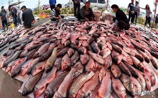 盘鮈鱼:昆明滇池里的鱼到底能不能吃？