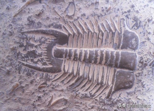 海鬣蜥的天敌是什么:西游神话里，龙最惧怕的天敌是什么？