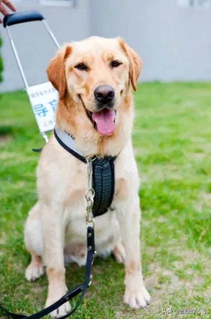 导盲犬价格:一只导盲犬的培养费用是20万，能用的起导盲犬都是什么人？