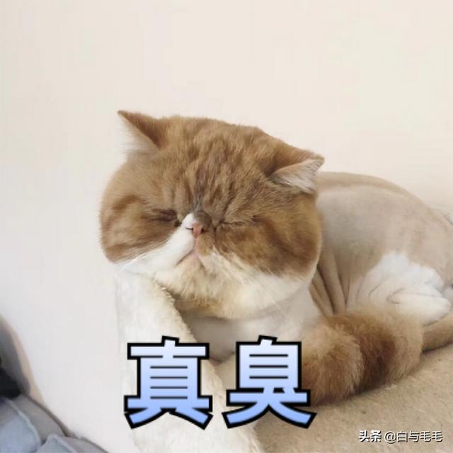 铲屎官耽美末世:猫砂几天清理一次，几天换一次？